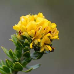 Aspalathus securifolia