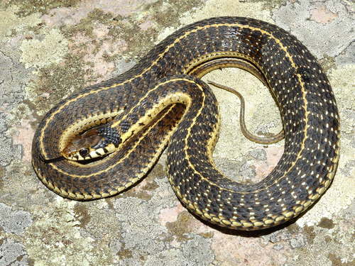 Photo of a Mexican Wandering Garter Snake (Thamnophis errans)