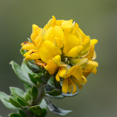 Aspalathus securifolia