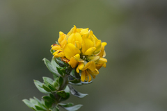 Aspalathus securifolia