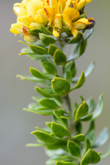 Aspalathus securifolia