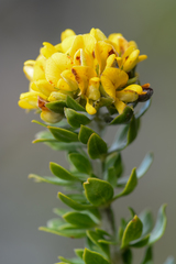 Aspalathus securifolia