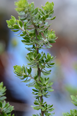 Aspalathus securifolia