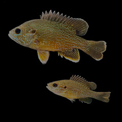 Green Sunfish photo 5