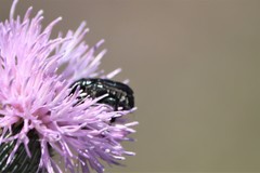 Euphoria sepulcralis