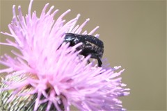 Euphoria sepulcralis