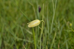 Fritillaria meleagroides