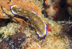 Pseudoceros gravieri