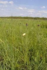Fritillaria meleagroides