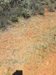 Chlorogalum grandiflorum