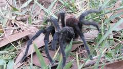 Dugesiella anitahoffmannae