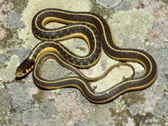 Thamnophis errans