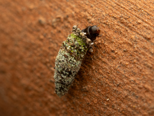 Narrow Lichen Case-bearer