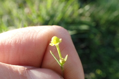 Ranunculus laxicaulis