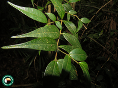 Myrcia splendens
