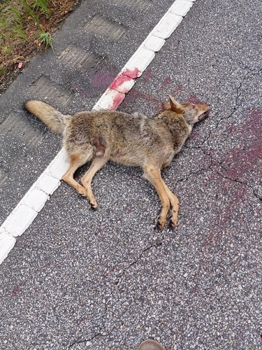 Coyote