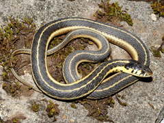 Thamnophis errans