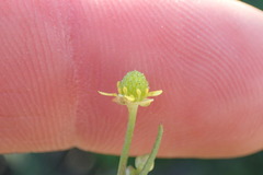 Ranunculus laxicaulis