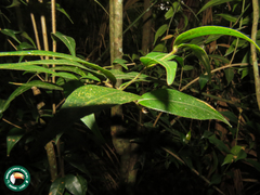 Myrcia splendens
