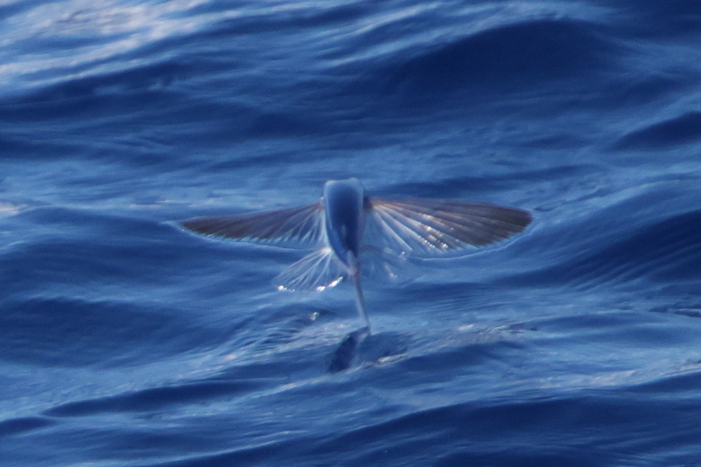 Bleeker's flyingfish (Cypselurus oligolepis) — Exocoetidae