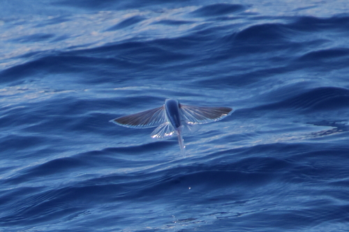 Bleeker's flyingfish (Cypselurus oligolepis) — Exocoetidae — 4