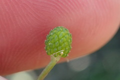 Ranunculus laxicaulis