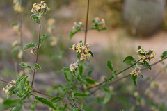 Lippia palmeri