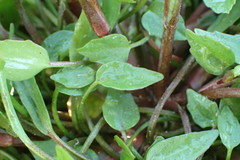 Ranunculus laxicaulis