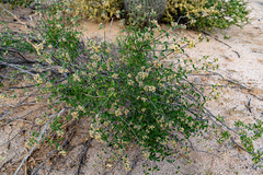 Lippia palmeri