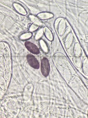 Ascobolus albidus