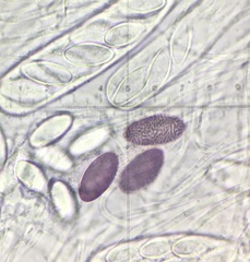 Ascobolus albidus