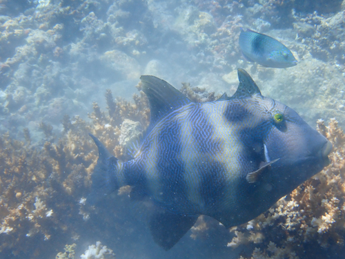 Stone Triggerfish