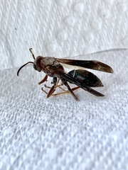 Polistes