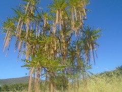 Alvaradoa amorphoides