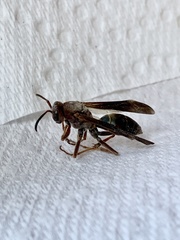 Polistes
