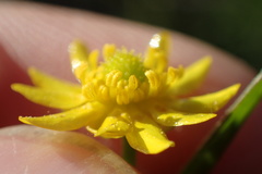 Ranunculus laxicaulis