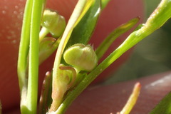 Ranunculus laxicaulis