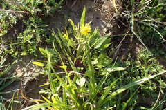 Ranunculus laxicaulis
