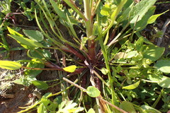 Ranunculus laxicaulis