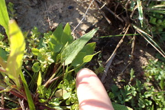 Ranunculus laxicaulis