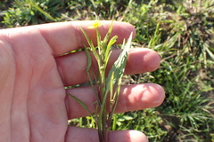 Ranunculus laxicaulis