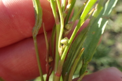 Ranunculus laxicaulis