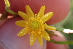 Ranunculus laxicaulis