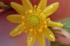 Ranunculus laxicaulis