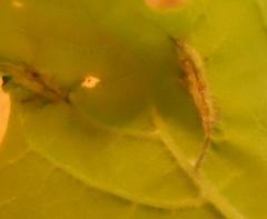 Dasineura communis