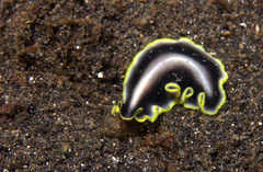 Pseudoceros jebborum