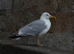 Larus michahellis michahellis