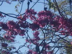 Handroanthus impetiginosus