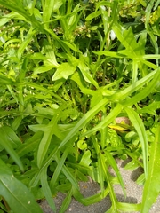 Pyrrhopappus pauciflorus