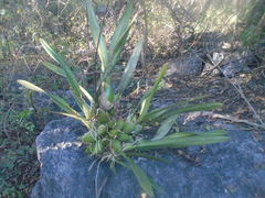 Encyclia